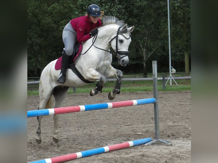 Welsh PB (Partbred) Gelding 14 years 15 hh Gray in Ingen