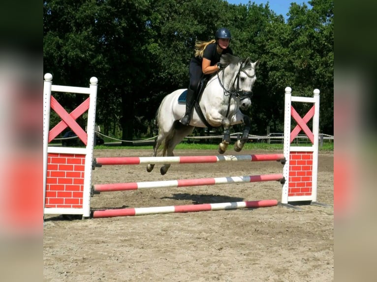 Welsh PB (Partbred) Gelding 14 years 15 hh Gray in Ingen