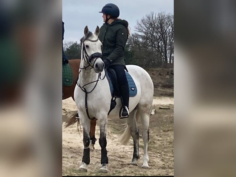 Welsh PB (Partbred) Gelding 14 years 15 hh Gray in Ingen