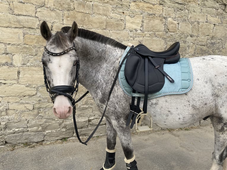 Welsh PB (Partbred) Gelding 16 years 13,2 hh in Soest