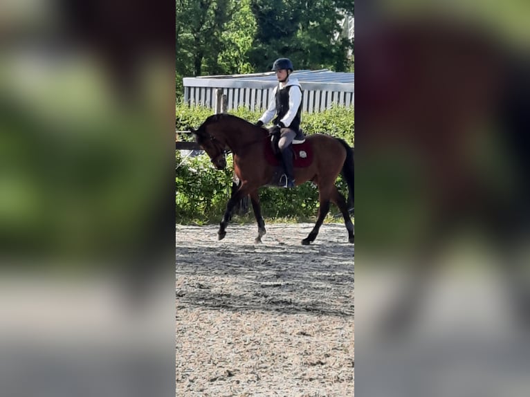 Welsh PB (Partbred) Gelding 17 years 14 hh Brown in Pelt