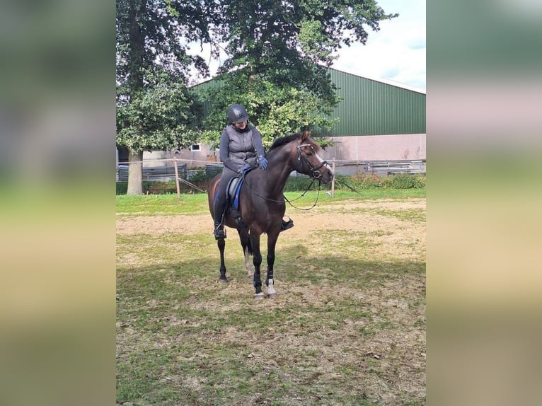 Welsh PB (Partbred) Gelding 17 years 15 hh Brown in Nieuw-Schoonebeek