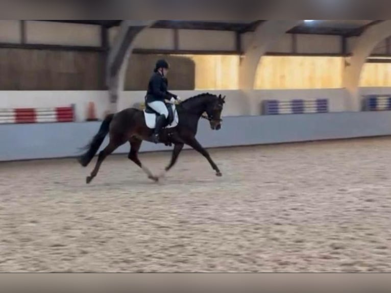 Welsh PB (Partbred) Gelding 17 years 15 hh Brown in Nieuw-Schoonebeek