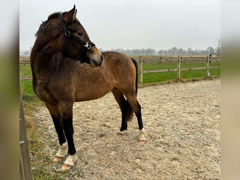 Welsh PB (Partbred) Gelding 3 years 14,1 hh Dun in Kleve