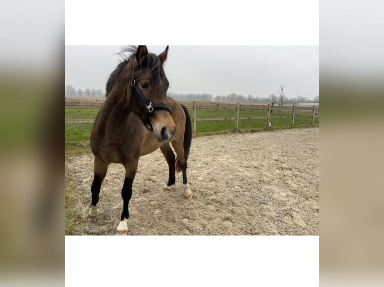 Welsh PB (Partbred) Gelding 3 years 14,1 hh Dun in Kleve