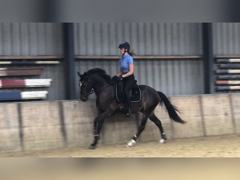 Welsh PB (Partbred) Gelding 3 years 14,3 hh Smoky-Black in Didam