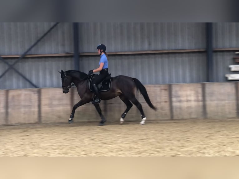 Welsh PB (Partbred) Gelding 3 years 14,3 hh Smoky-Black in Didam