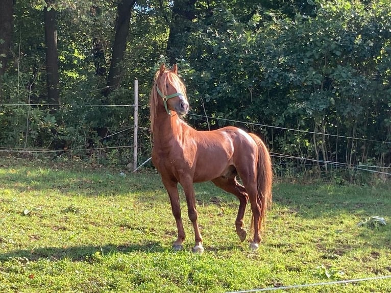 Welsh PB (Partbred) Gelding 4 years 13 hh Chestnut-Red in Prerov