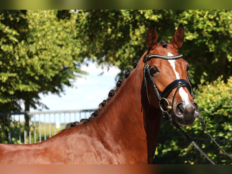 Welsh PB (Partbred) Gelding 4 years 15 hh Brown in Oude-Tonge