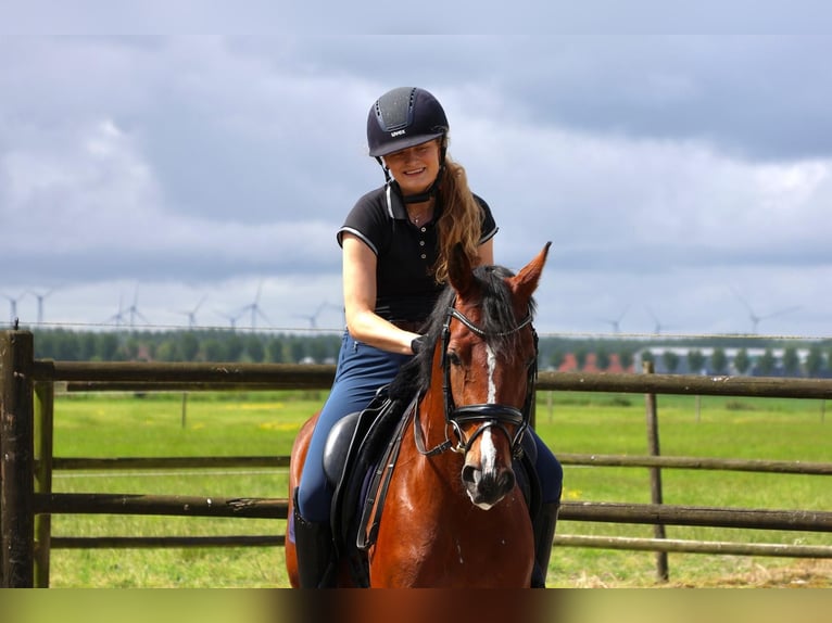 Welsh PB (Partbred) Gelding 4 years 15 hh Brown in Oude-Tonge