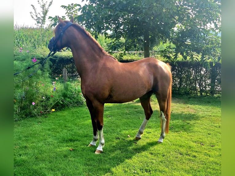 Welsh PB (Partbred) Gelding 5 years 13 hh Chestnut-Red in Holten