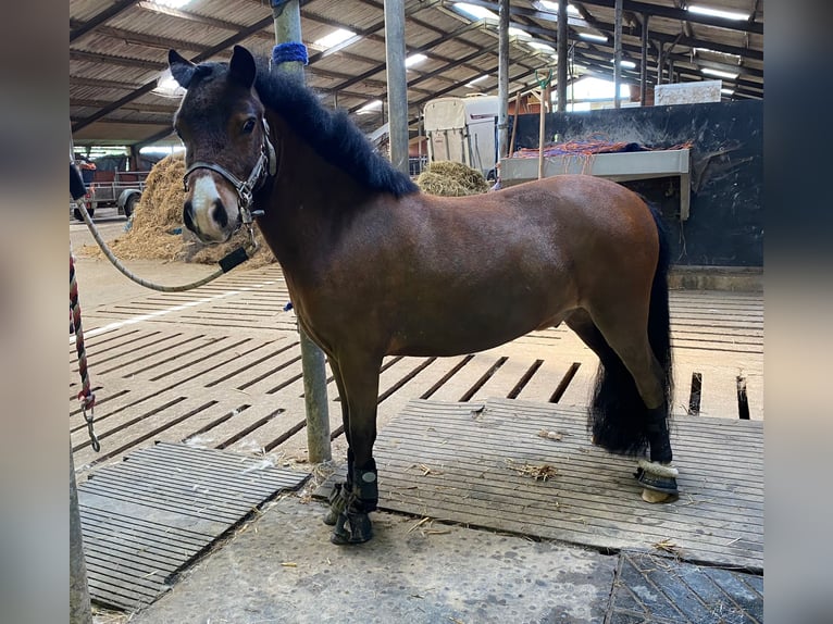 Welsh PB (Partbred) Gelding 5 years 9,2 hh Bay-Dark in Baak