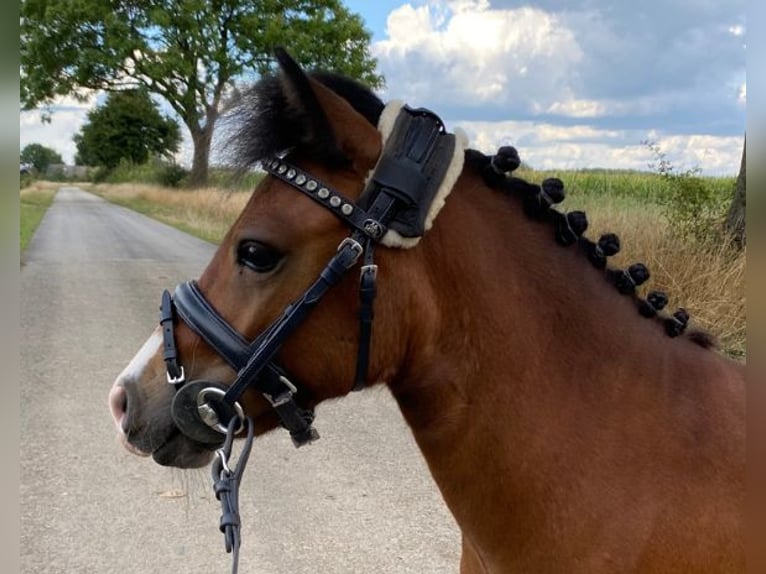 Welsh PB (Partbred) Gelding 5 years 9,2 hh Bay-Dark in Baak