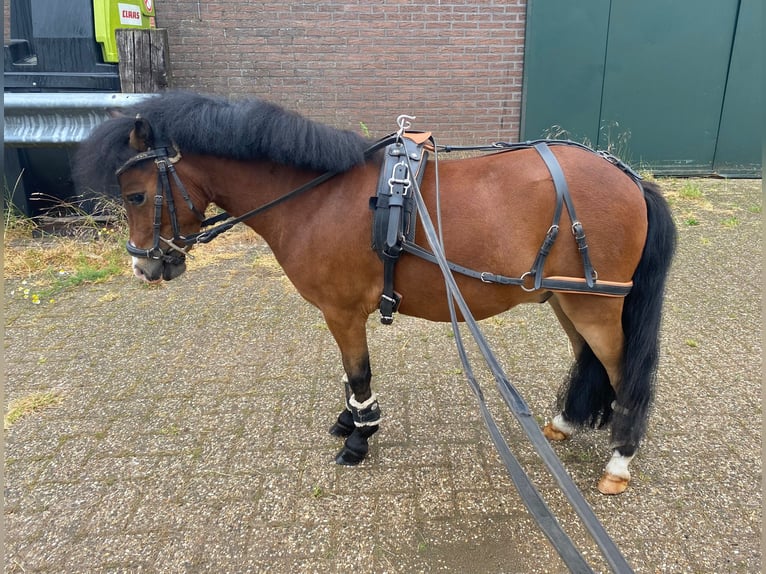 Welsh PB (Partbred) Gelding 5 years 9,2 hh Bay-Dark in Baak