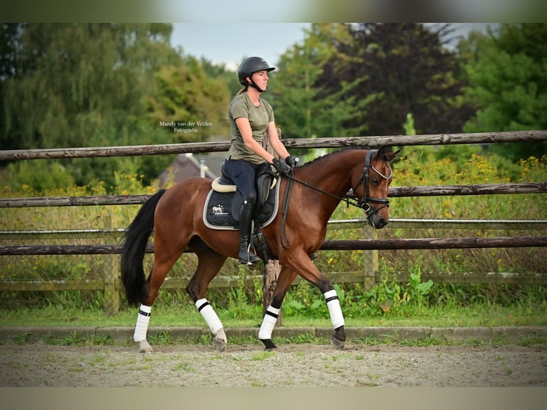 Welsh PB (Partbred) Gelding 5 years Bay-Dark in Veldhoven