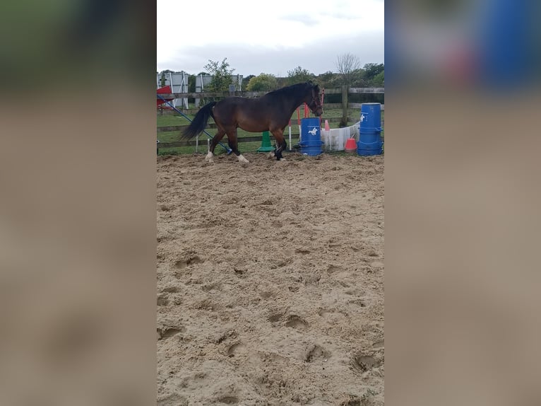 Welsh PB (Partbred) Gelding 6 years 13,3 hh Brown in ARMENTIERES EN BRIE