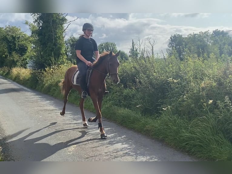 Welsh PB (Partbred) Gelding 6 years 14,1 hh Chestnut in Sligo