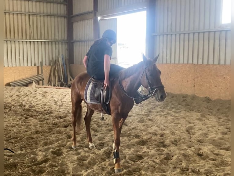 Welsh PB (Partbred) Gelding 6 years 14,1 hh Chestnut in Sligo