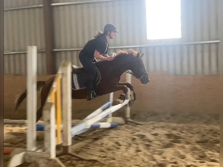 Welsh PB (Partbred) Gelding 6 years 14,1 hh Chestnut in Sligo