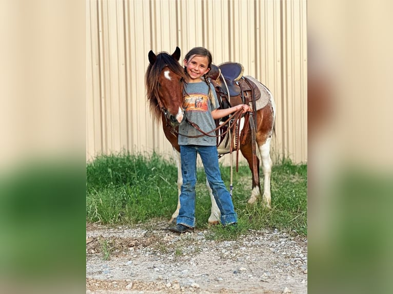 Welsh PB (Partbred) Mix Gelding 7 years 10 hh Pinto in Weatherford