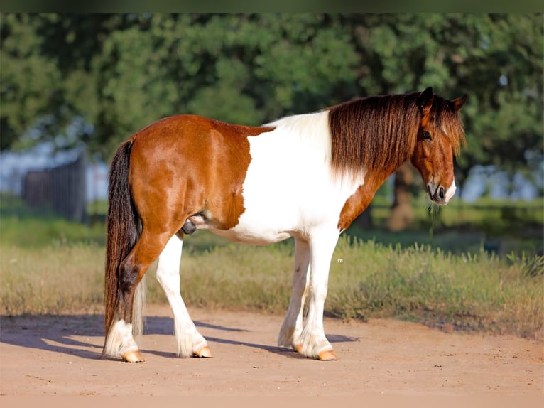 Welsh PB (Partbred) Mix Gelding 7 years 10 hh Pinto in Weatherford