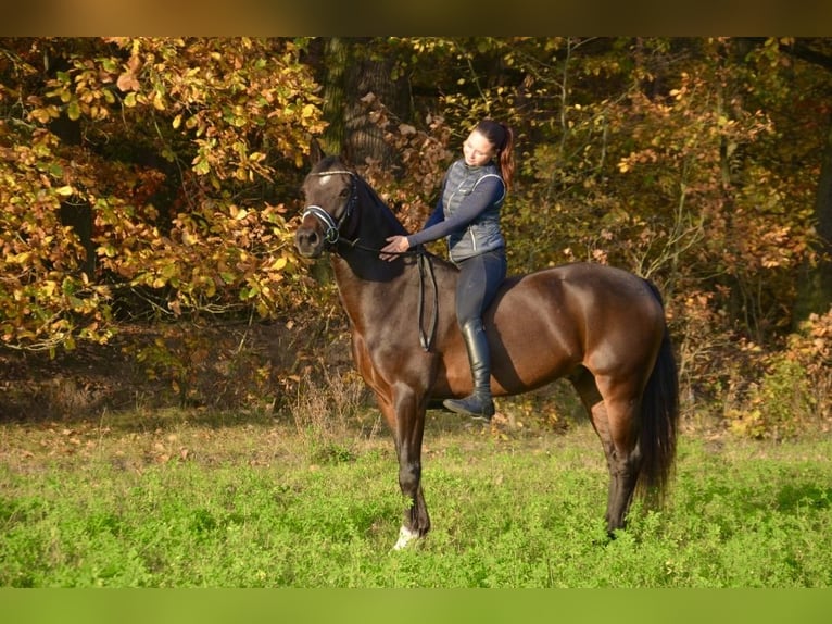 Welsh PB (Partbred) Gelding 7 years 15,1 hh in Hradec Králové