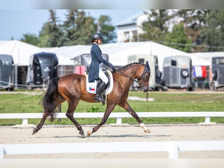 Welsh PB (Partbred) Gelding 7 years 15,1 hh in Hradec Králové