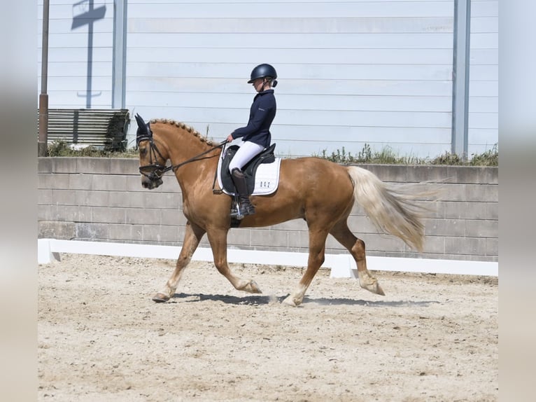 Welsh PB (Partbred) Gelding 7 years 15,1 hh Palomino in Bridel