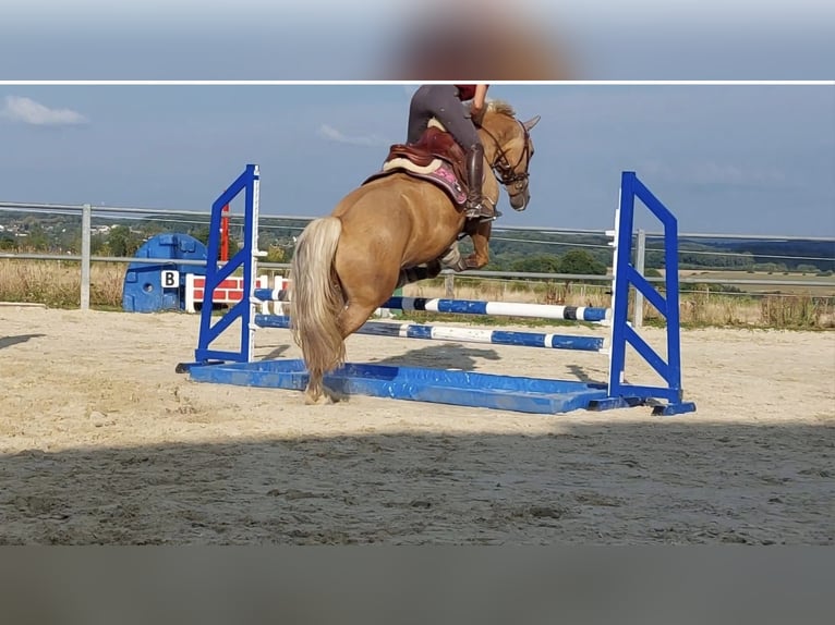 Welsh PB (Partbred) Gelding 7 years 15,1 hh Palomino in Bridel