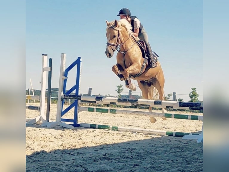 Welsh PB (Partbred) Gelding 7 years 15,1 hh Palomino in Bridel