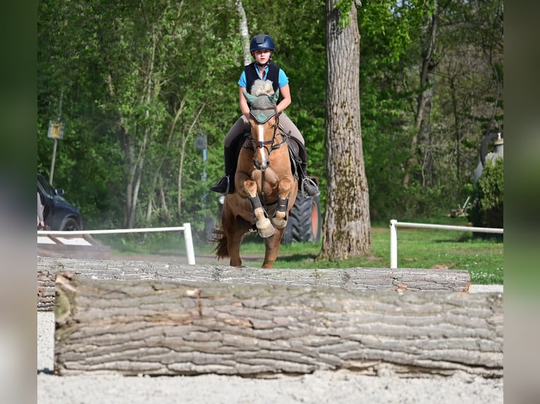 Welsh PB (Partbred) Gelding 7 years 15,1 hh Palomino in Bridel