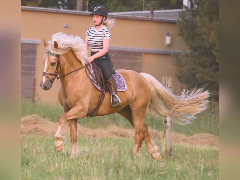 Welsh PB (Partbred) Gelding 7 years 15,1 hh Palomino in Bridel