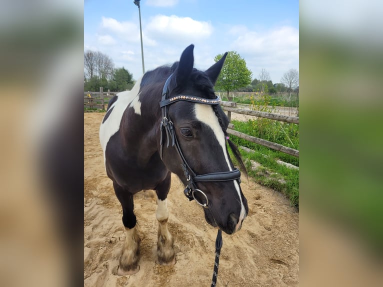 Welsh PB (Partbred) Gelding 7 years 15,1 hh Pinto in Horbruch