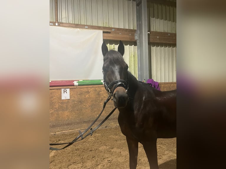 Welsh PB (Partbred) Gelding 8 years 13,3 hh Bay-Dark in Leipzig