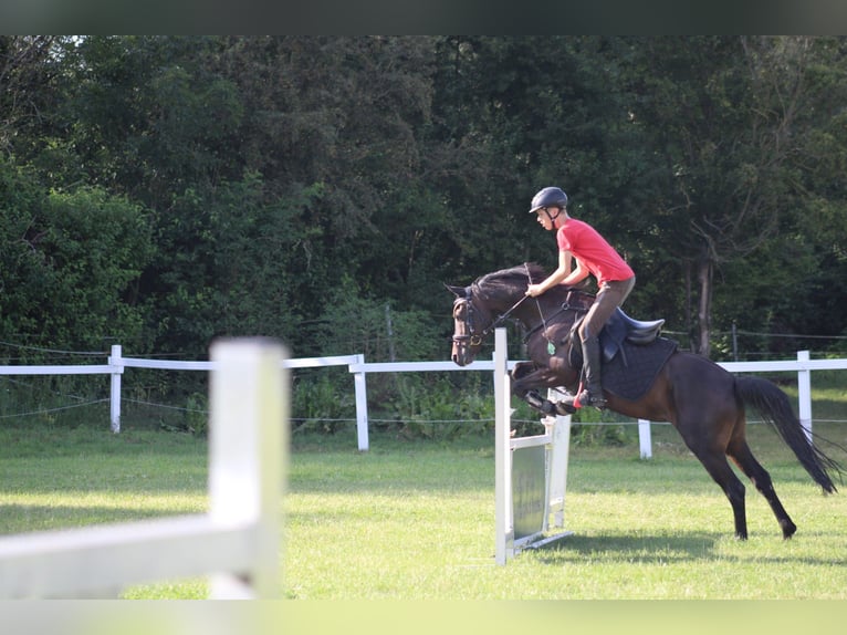 Welsh PB (Partbred) Gelding 8 years 13,3 hh Bay-Dark in Leipzig