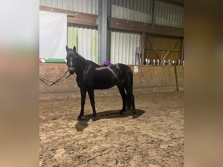 Welsh PB (Partbred) Gelding 8 years 13,3 hh Bay-Dark in Leipzig