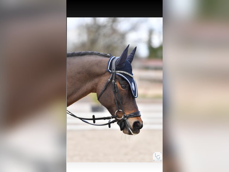 Welsh PB (Partbred) Gelding 8 years 14,2 hh Brown in Roaix