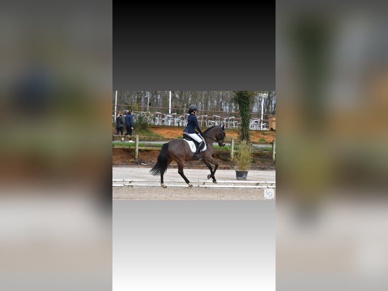 Welsh PB (Partbred) Gelding 8 years 14,2 hh Brown in Roaix