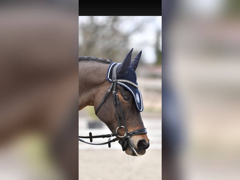 Welsh PB (Partbred) Gelding 8 years 14,2 hh Brown in Roaix