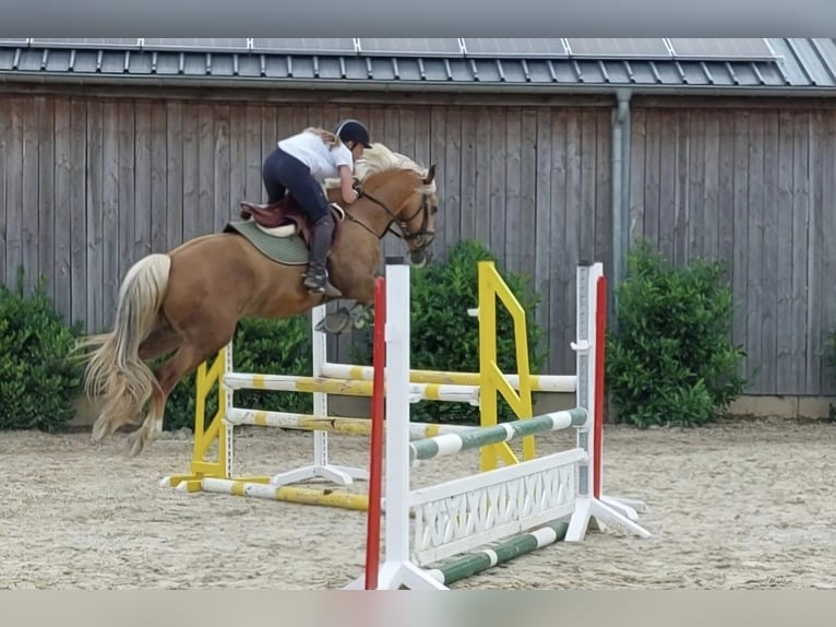 Welsh PB (Partbred) Gelding 8 years 15,1 hh Palomino in Bridel