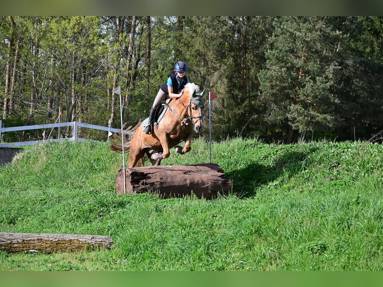 Welsh PB (Partbred) Gelding 8 years 15,1 hh Palomino in Bridel