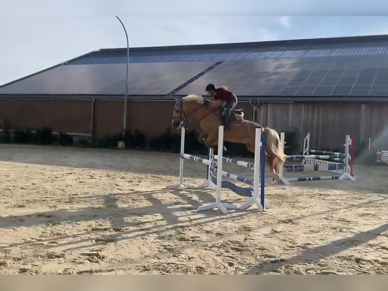 Welsh PB (Partbred) Gelding 8 years 15,1 hh Palomino in Bridel