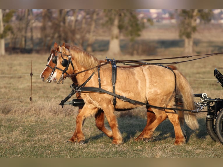 Welsh PB (Partbred) Gelding 9 years 12,2 hh Chestnut in Pápa