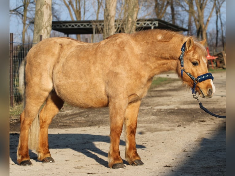 Welsh PB (Partbred) Gelding 9 years 12,2 hh Chestnut in Pápa