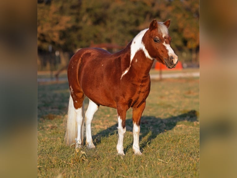 Welsh PB (Partbred) Mix Mare 10 years 10,1 hh Pinto in Weatherford