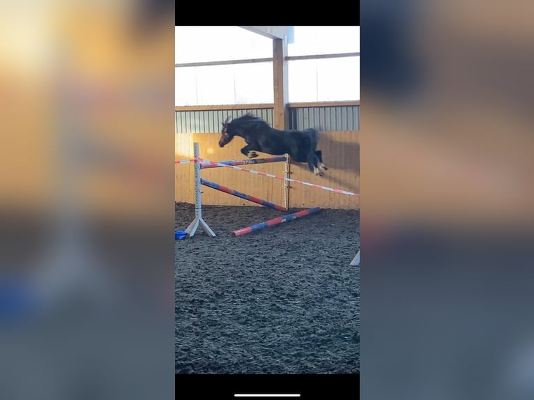 Welsh PB (Partbred) Mix Mare 10 years 12,3 hh Black in Cröchern