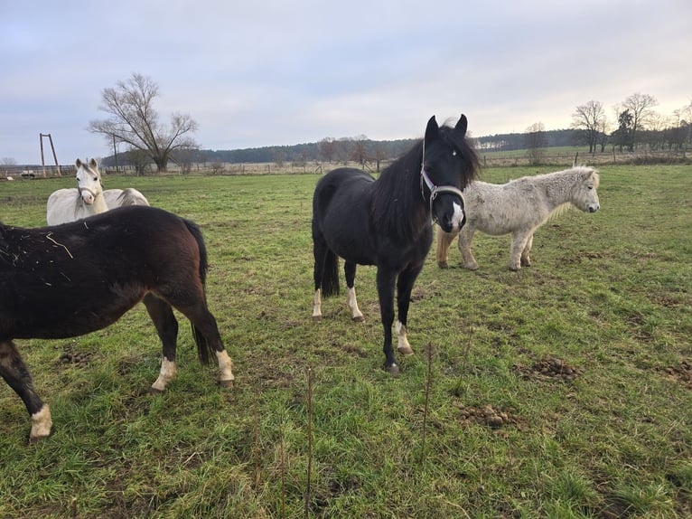 Welsh PB (Partbred) Mix Mare 10 years 12,3 hh Black in Cröchern