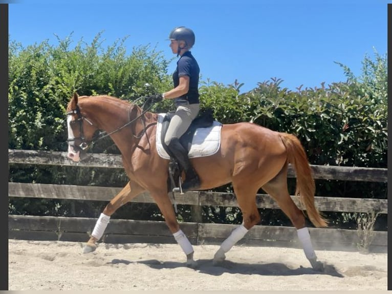 Welsh PB (Partbred) Mix Mare 11 years 15 hh Chestnut in Adrela