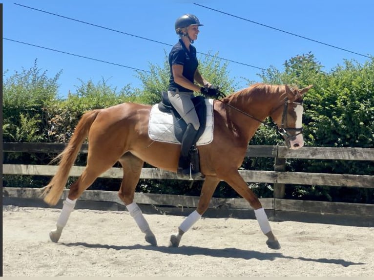 Welsh PB (Partbred) Mix Mare 11 years 15 hh Chestnut in Adrela