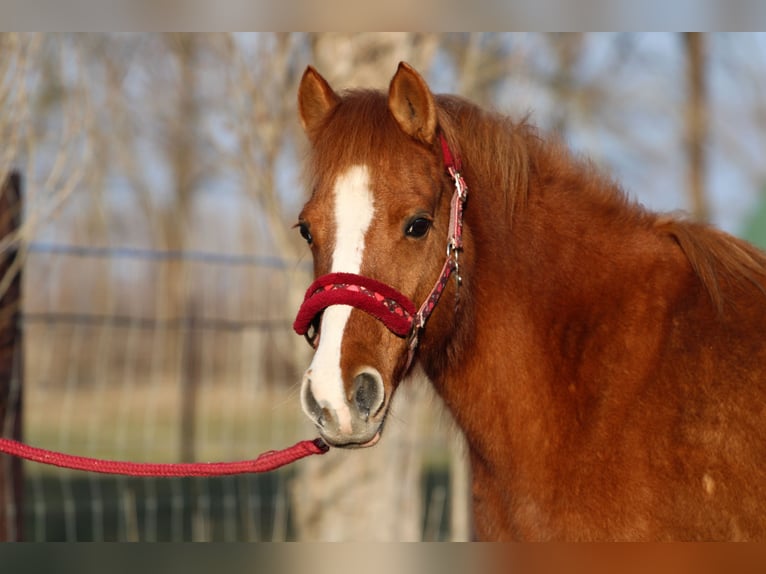 Welsh PB (Partbred) Mix Mare 12 years 12,2 hh Chestnut in Pápa